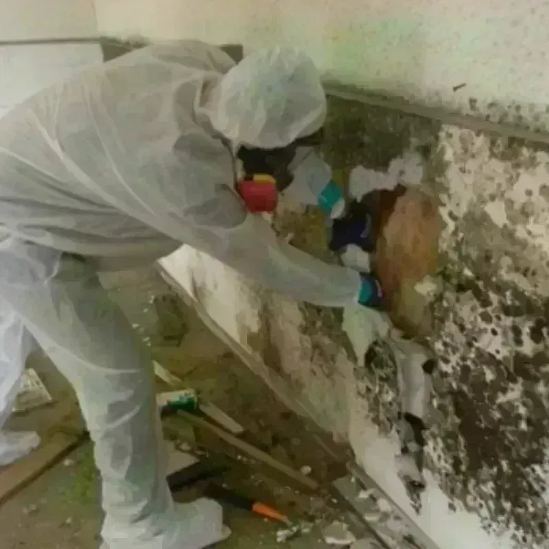 Mold Remediation and Removal in Jackson, MI